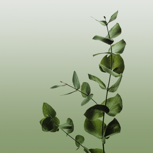 Prodotti Ecosostenibili